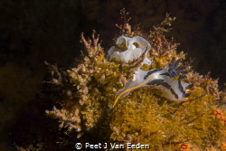 Crowned Nudibranch-  proud mother and egg ribbon by Peet J Van Eeden 